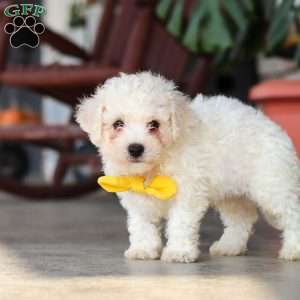 Rocky, Bichon Frise Puppy